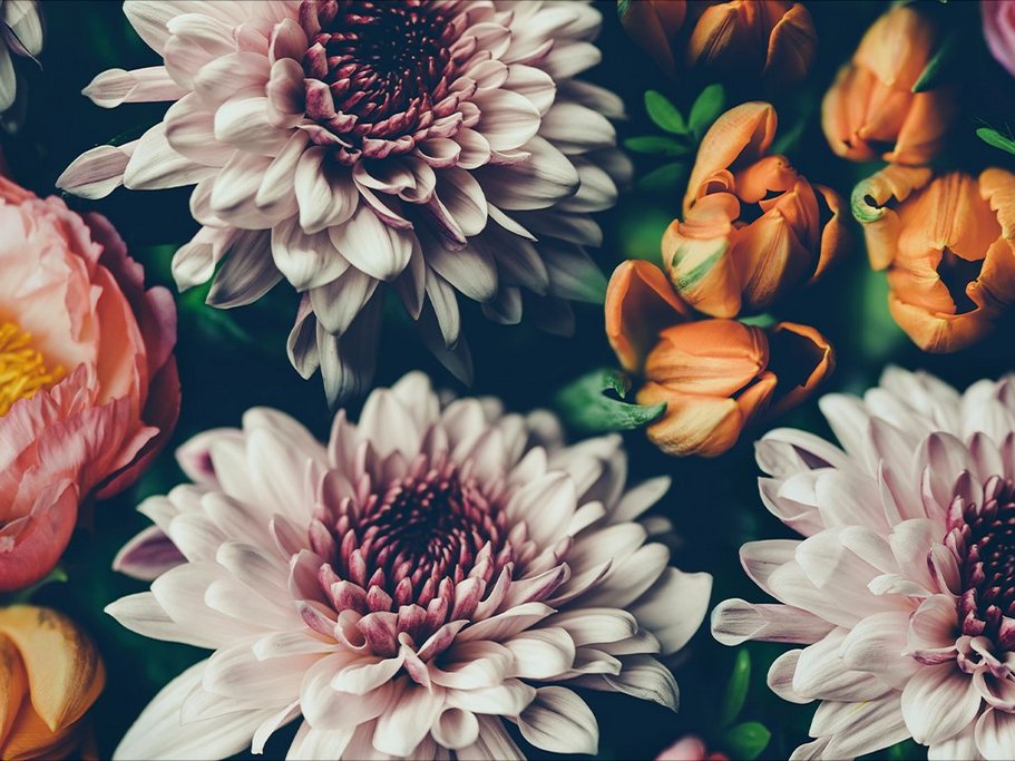 Baggrunden er fyldt med en varieret samling af blomster i forskellige farver. Der er pastel- og dybtonede blomster som pæoner, tulipaner og krysantemum, hvilket skaber et levende og farverigt mønster.